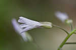 Cutleaf toothwort